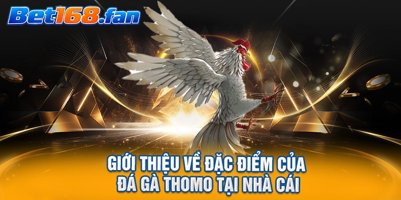 Giới thiệu về đặc điểm của đá gà Thomo tại nhà cái